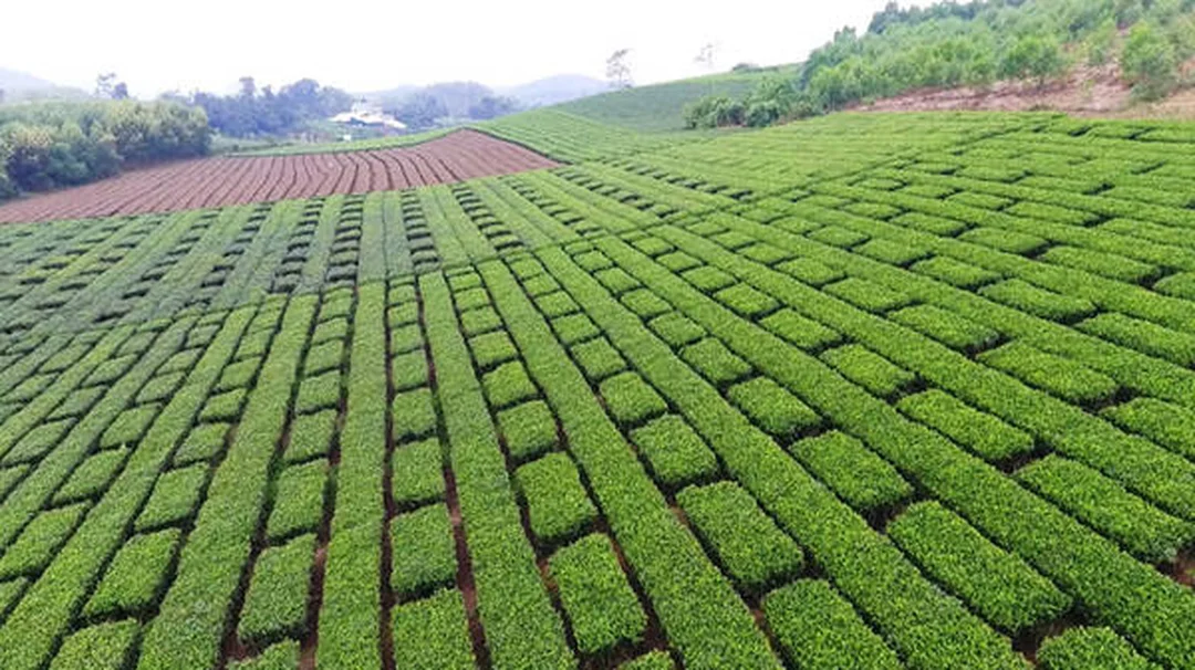 Bức tranh đồng quê Việt Nam với đồi chè xanh Tuyên Quang bức tranh đồng quê Việt Nam với đồi chè xanh Tuyên Quang