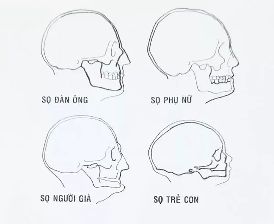 Khái niệm tranh chân dung với cấu trúc khuôn mặt theo tuổi và giới tính khái niệm tranh chân dung với cấu trúc khuôn mặt theo tuổi và giới tính