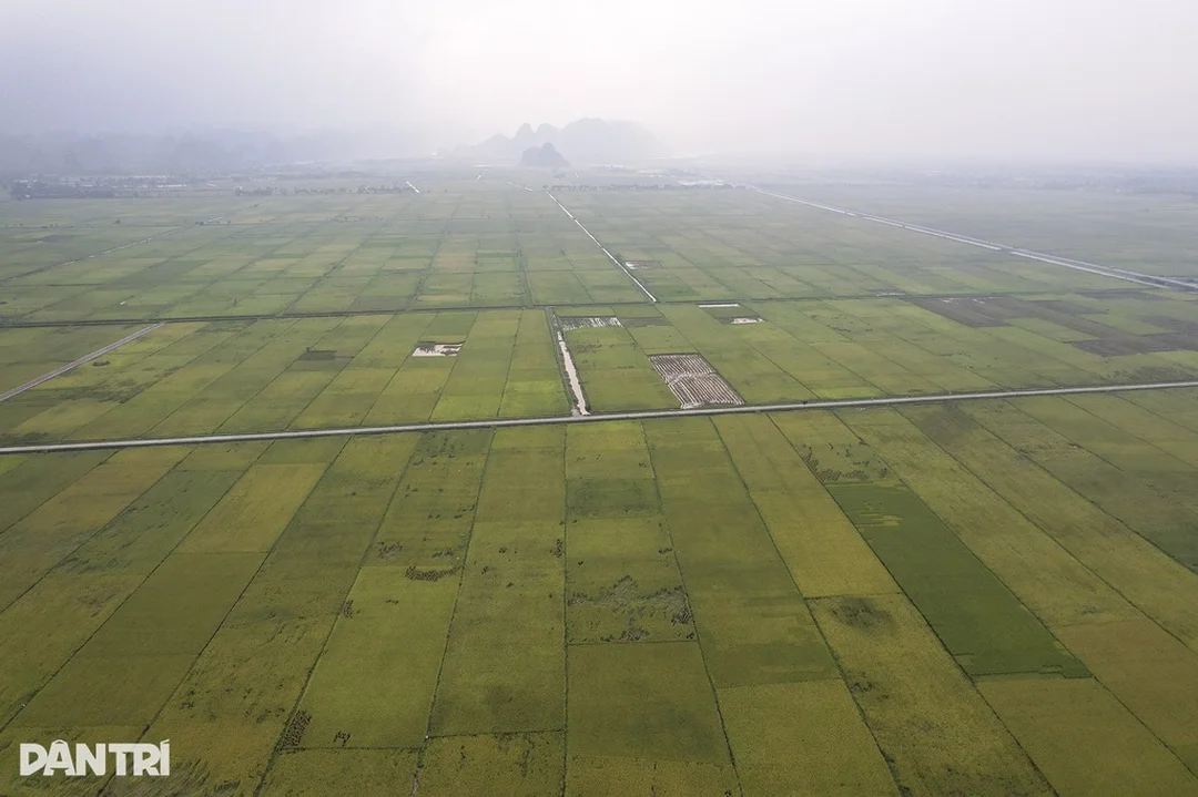 Tranh đồng quê mùa gặt lấy cảm hứng từ cánh đồng thực tế Tranh đồng quê mùa gặt lấy cảm hứng từ cánh đồng thực tế