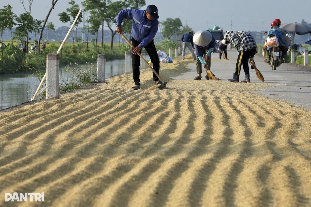 Tranh đồng quê mùa gặt phù hợp nhiều không gian nội thất Tranh đồng quê mùa gặt phù hợp nhiều không gian nội thất