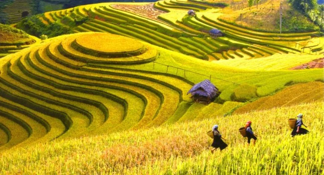 Chất liệu gạo mô tả làng quê tranh phong cảnh Việt Nam bằng chất liệu gạo mô tả làng quê
